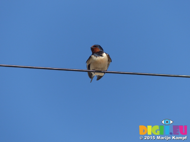 FZ018715 Swallow (Hirundo rustica)